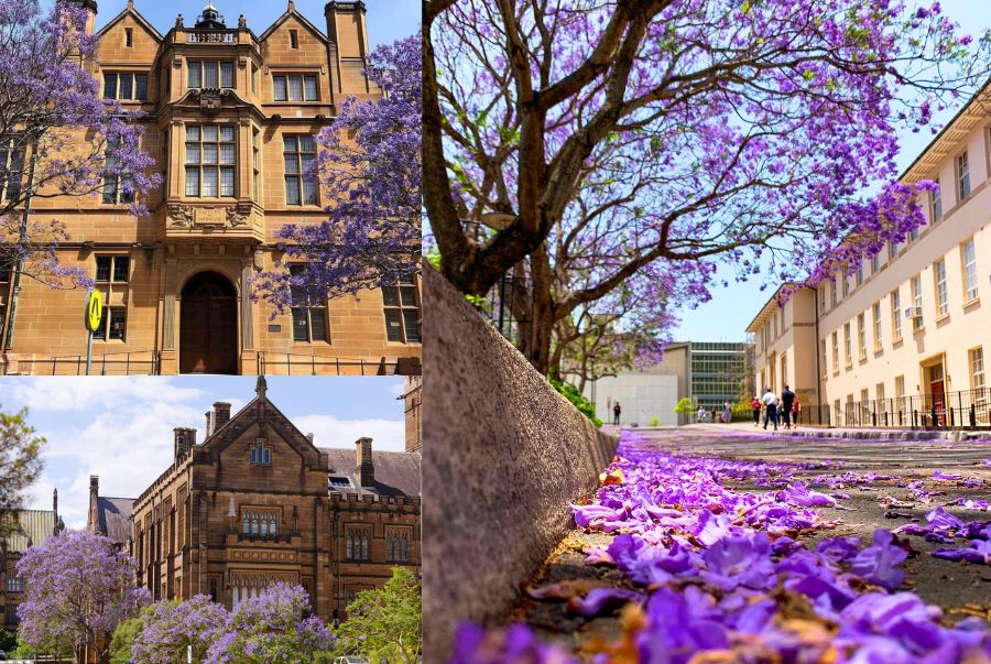 Đối với sinh viên University of Sydney, hoa phượng tím là dấu hiệu của mùa thi, của sự trưởng thành