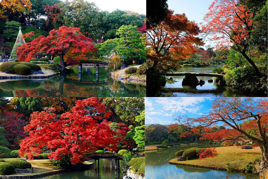 Khu vườn Rikugien như một khoảng lặng đầy thi vị giữa lòng Tokyo sôi động