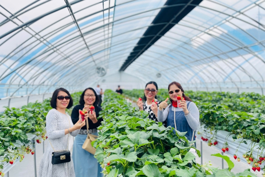 Hái trái cây theo mùa cũng rất được yêu thích trong các chuyến du xuân Hàn Quốc