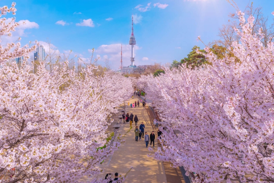 Mùa xuân ở Hàn Quốc thường kéo dài từ khoảng tháng 3 đến tháng 5