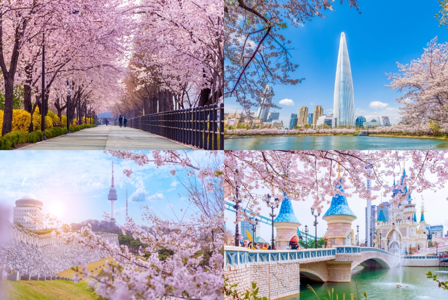 Khung cảnh ngập tràn sắc hồng vào mùa xuân tại Seoul