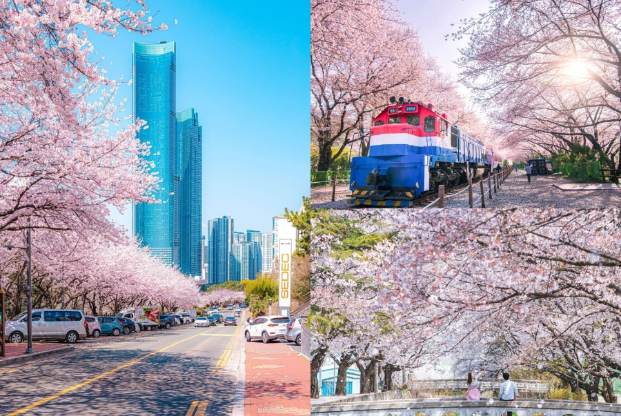 Hình ảnh mùa xuân tại Busan