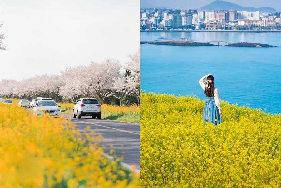Jeju nổi bật với hoa cải vàng mỗi khi xuân về