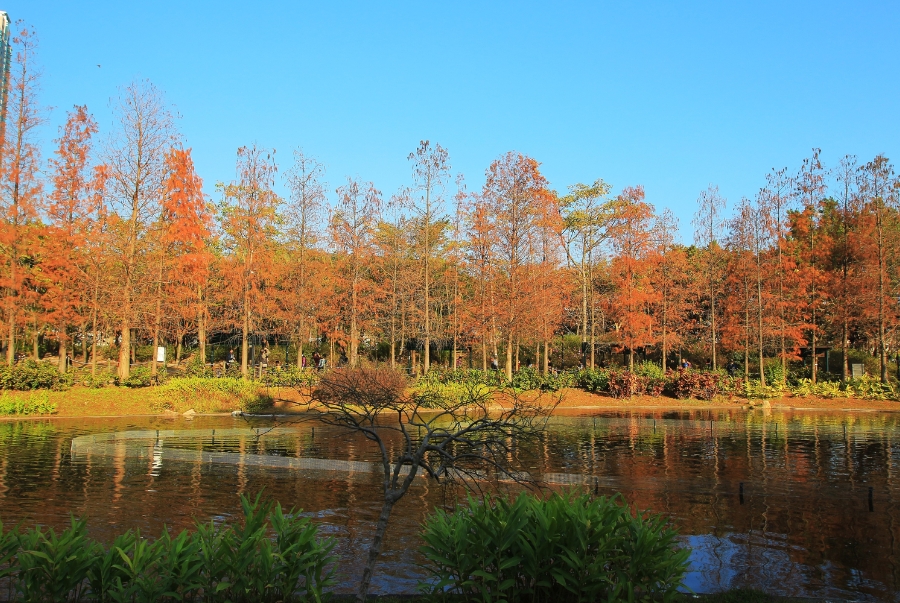 Công viên Tsing Yi nổi tiếng với hồ nước rộng bao quanh là những cây lá vàng, lá đỏ phủ kín vào mùa thu