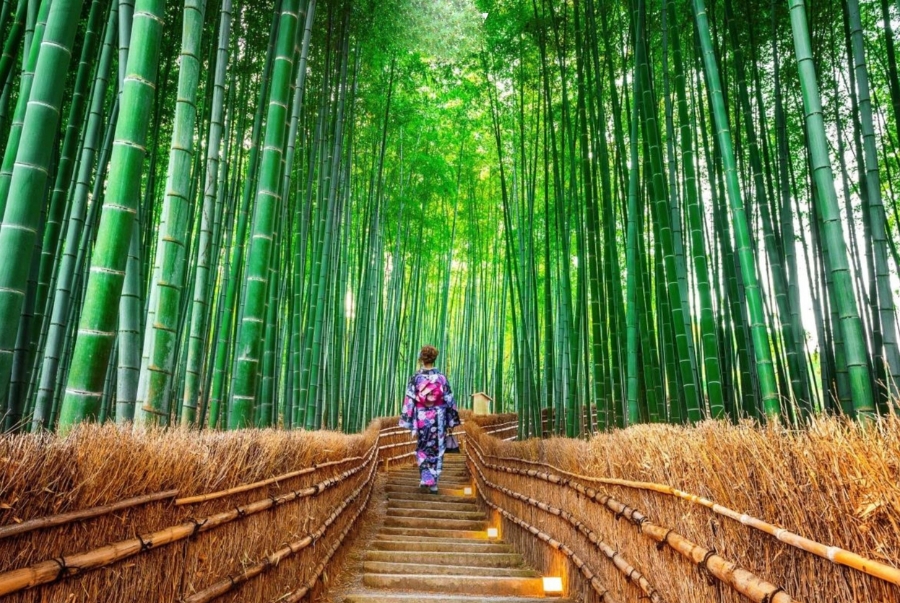 Rừng tre Arashiyama là địa điểm tham quan thiên nhiên nổi tiếng nhất khi nhắc đến du lịch Kyoto