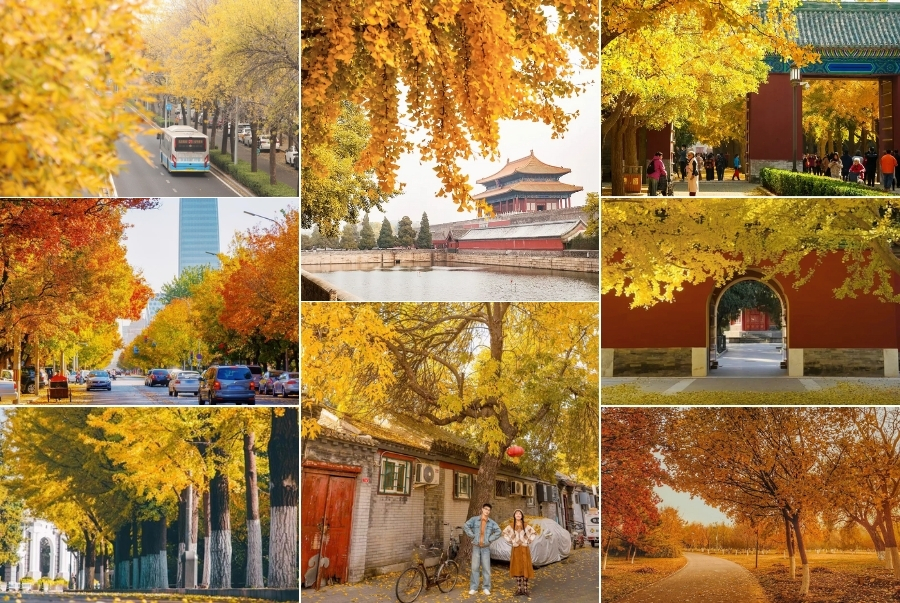 Bắc Kinh là một trong những điểm đến lý tưởng vào mùa thu