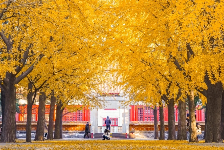 Khung cảnh ngân hạnh Bắc Kinh đẹp nhất khi bạn ghé thăm vào giữa tháng 10 đầu tháng 11