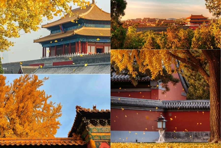 Vẻ đẹp của Tử Cấm Thành khi vào thu khiến nhiều người xao xuyến