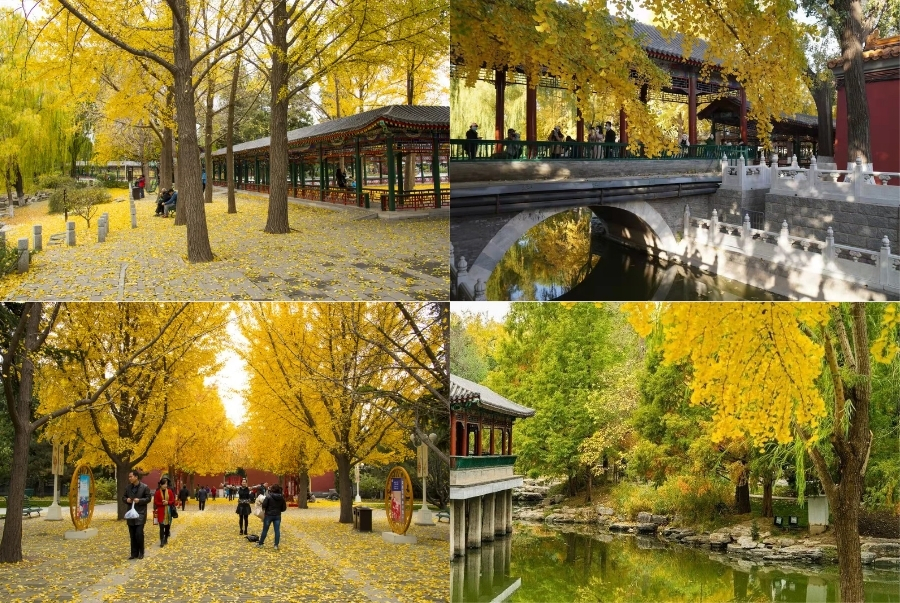 Hương Sơn là một trong những công viên được yêu thích nhất mỗi khi thu về