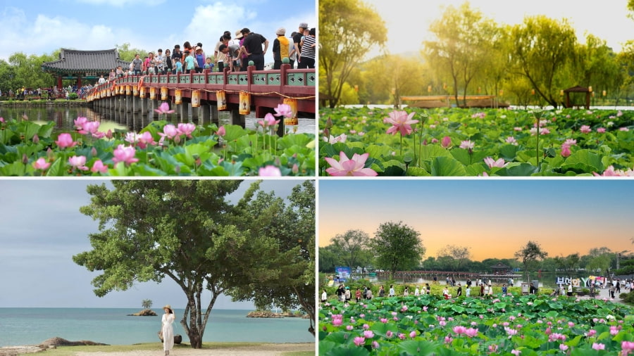 Lễ hội Hoa Sen Buyeo Seodong là dịp để người dân Hàn Quốc tôn vinh vẻ đẹp của loài hoa này