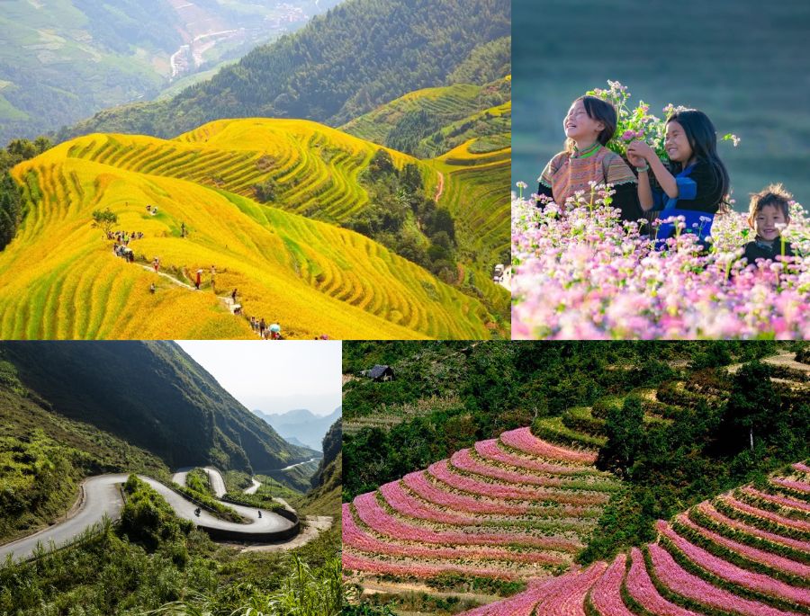 Đến du lịch hà Giang dịp lễ, du khách sẽ được chiêm ngưỡng một khung cảnh rực rỡ với lúa chín và hoa tam giác mạch nở