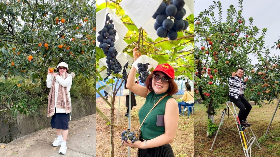 Mùa thu là mùa thu hoạch của nhiều loại trái cây tươi ngon như táo, hồng, nho, hạt dẻ