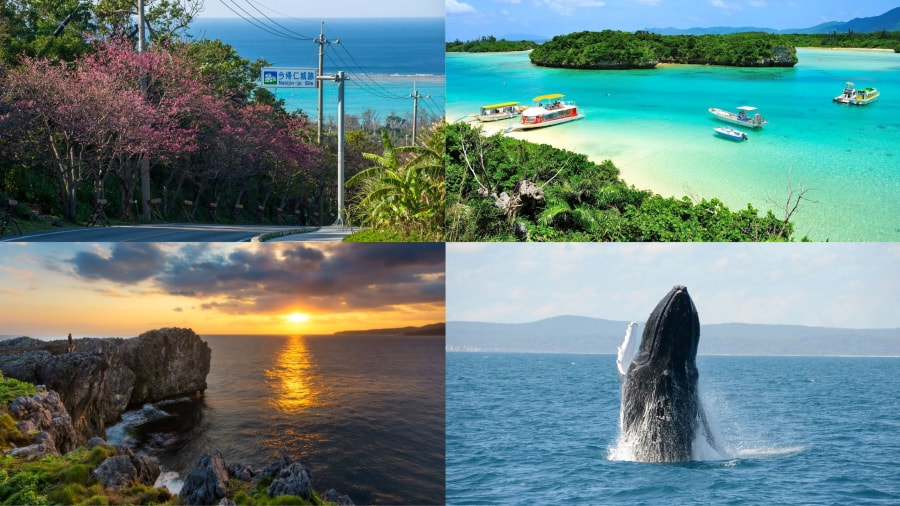 Mỗi mùa thì du lịch Okinawa đều có một vẻ đẹp riêng khiến nhiều du khách say mê