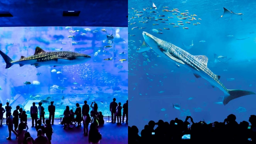 Công viên Hải dương Churaumi Aquarium là một trong những thủy cung lớn và ấn tượng nhất thế giới