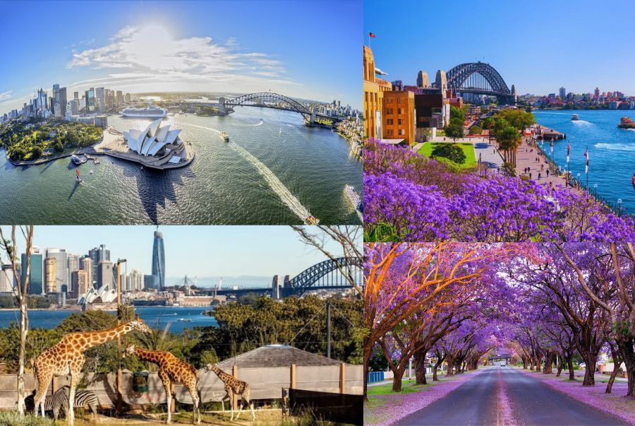 Mùa xuân ở Sydney có thời tiết vô cùng dễ chịu.