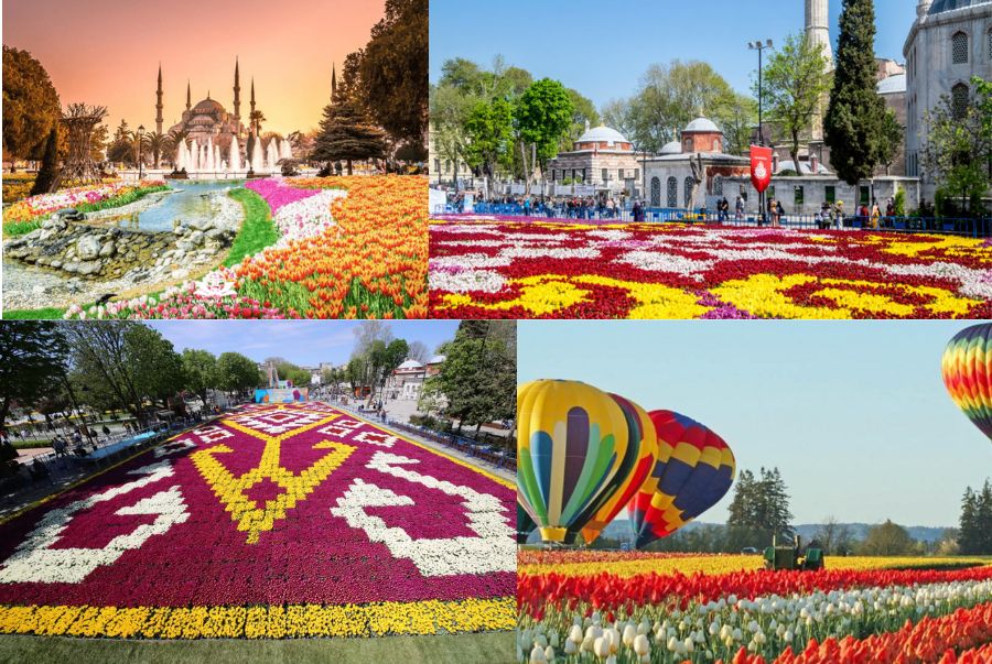 Những thảm hoa tulip rực rỡ mỗi khi lễ hội diễn ra