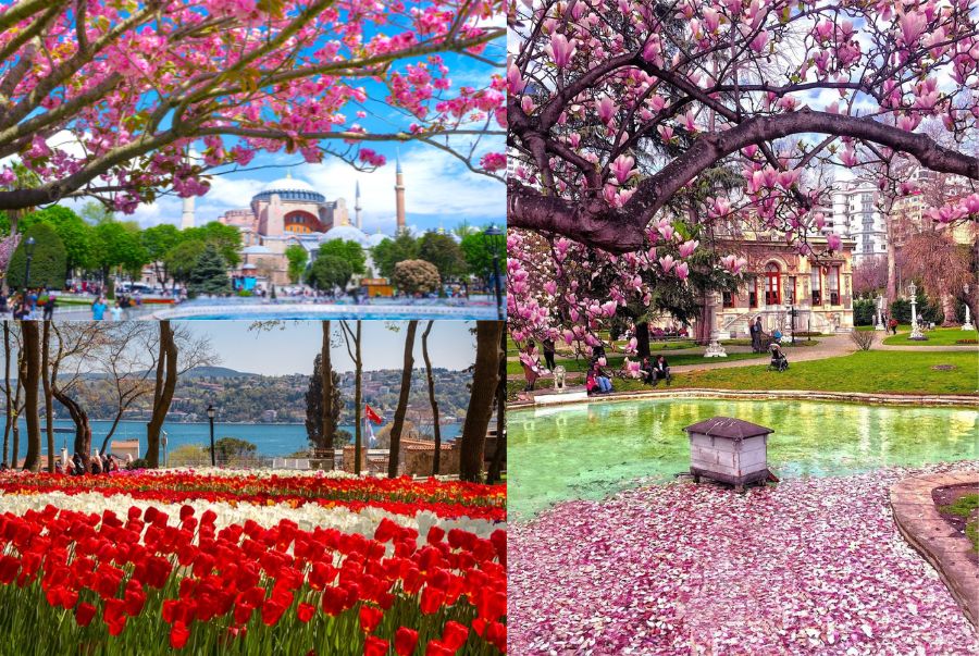 Khung cảnh mùa xuân rực rỡ với những bông hoa nở rộ