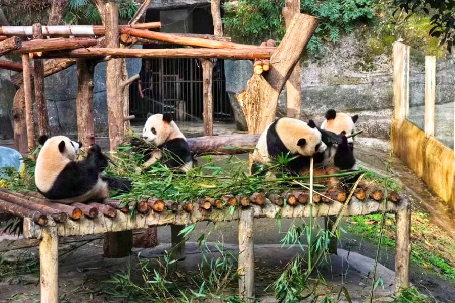 Sở thú Trùng Khánh là một trong những sở thú lớn nhất và lâu đời nhất ở Trung Quốc mà bạn không nên bỏ qua khi đi du lịch Trùng Khánh