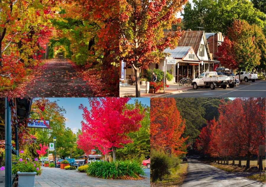 Mùa thu nước Úc là một bản giao hưởng tuyệt vời của thiên nhiên