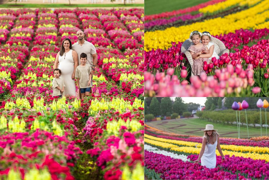 Tesselaar Tulip Festival - Một trong những lễ hội hoa đặc sắc nhất nước Úc vào mùa xuân