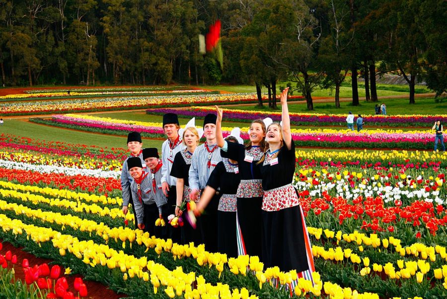 Vườn hoa của Tesselaar trải rộng hơn 55 mẫu, với trên 120 giống tulip được trồng theo từng dải màu rực rỡ