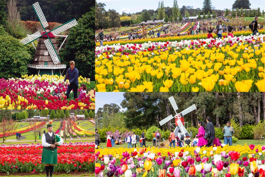 Tesselaar Tulip Festival được ví là một “thiên đường hoa khổng lồ”