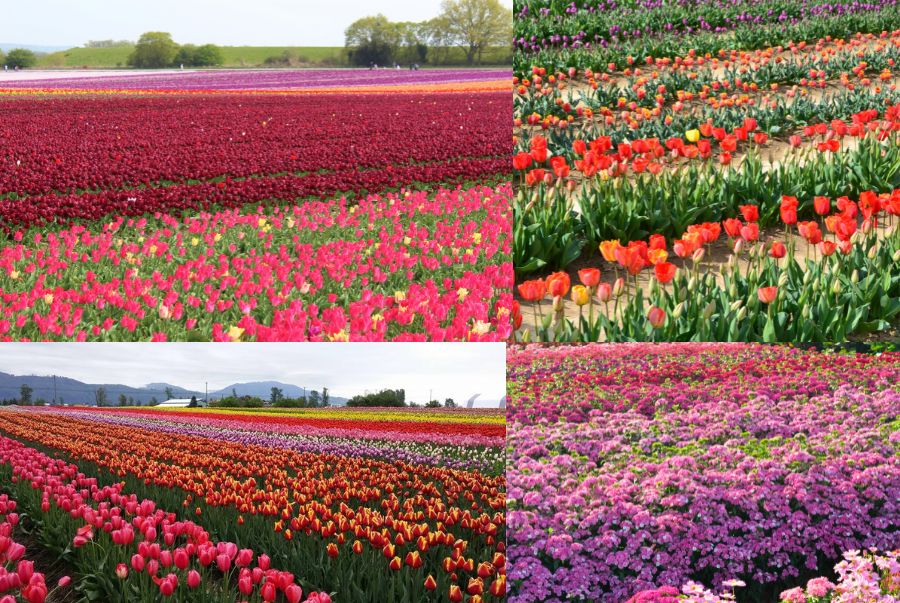 Khung cảnh lý tưởng để du khách check in mùa xuân rực rỡ