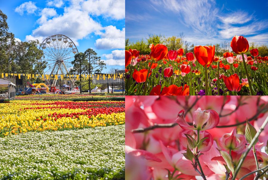 Từ giữa tháng 9 đến giữa tháng 10 hàng năm là khoảng thời gian mùa xuân rực rỡ nhất tại Canberra