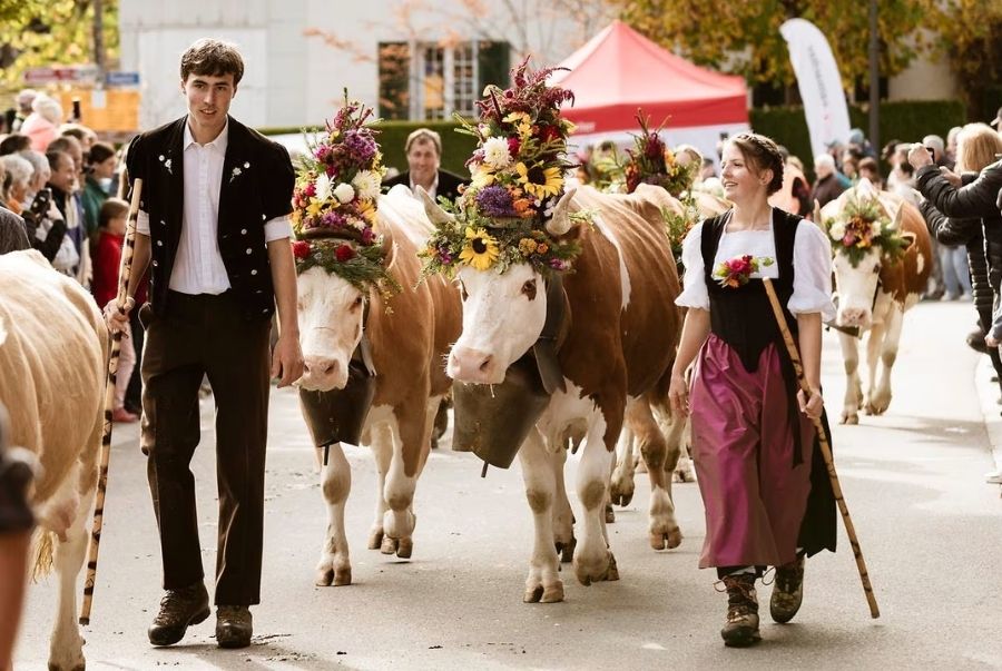 Những chú bò rực rỡ trong lễ hội Alpabfahrt