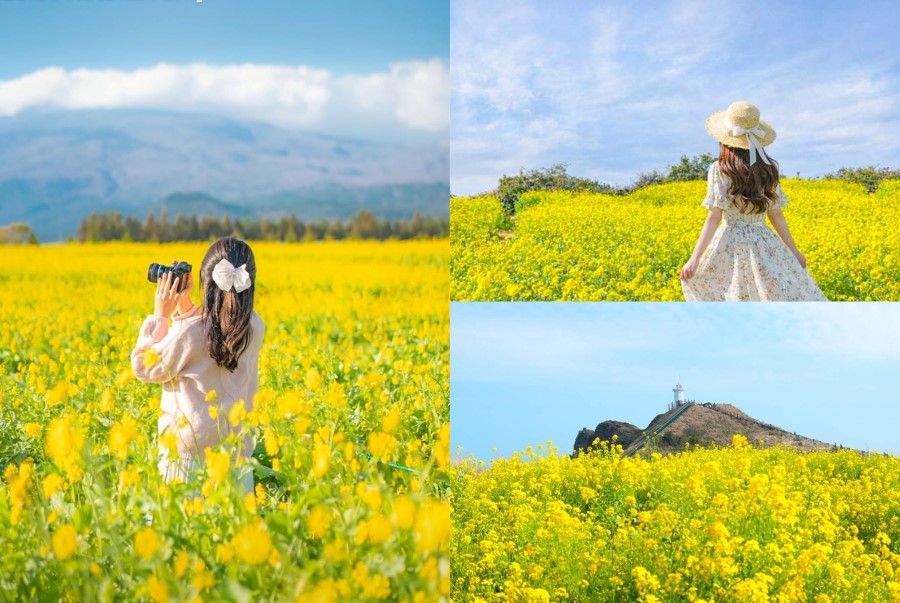 Những bông hoa cải dầu bung nở rực rỡ dưới bầu trời trong xanh