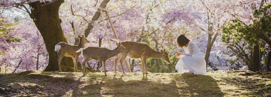 Công viên Nara là nơi du khách có thể tự do tương tác với những chú hươu nai xinh xắn và đáng yêu