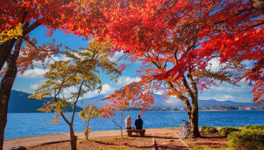 Mỗi độ thu về, du lịch Nhật Bản lại thu hút đông đảo du khách bởi khung cảnh tuyệt đẹp