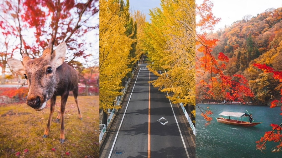 Nhật Bản còn vô vàn những viên ngọc ẩn giấu khác để bạn khám phá vẻ đẹp độc đáo của mùa thu