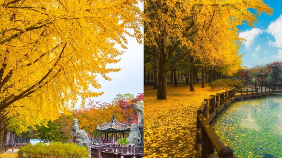 Du lịch Jeju mùa thu là một lựa chọn tuyệt vời, mang đến những trải nghiệm độc đáo mà không mùa nào có được