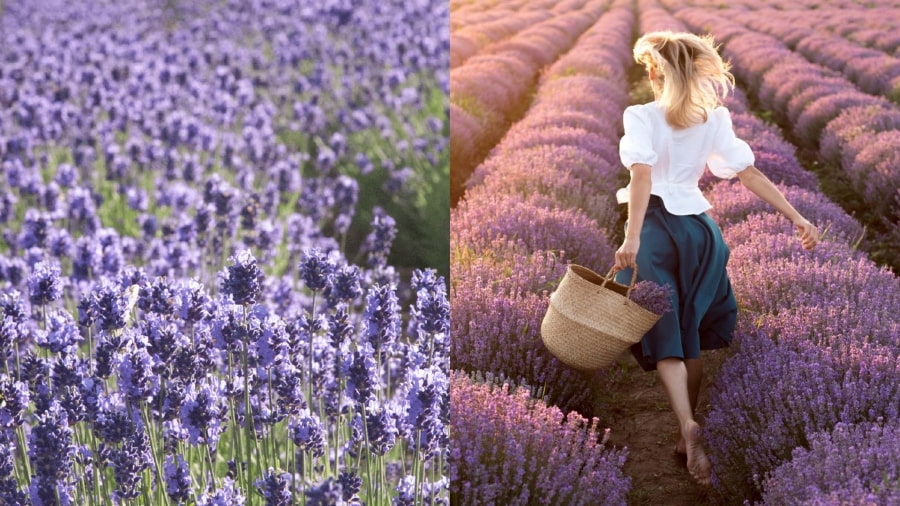 Hokkaido còn nổi tiếng là thiên đường của sắc tím hoa oải hương mỗi độ hè về