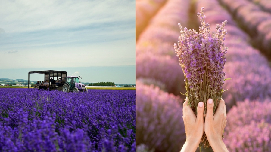 Lavender East là điểm đến không thể bỏ qua nếu bạn muốn chiêm ngưỡng vẻ đẹp tím mộng mơ của hoa oải hương tại Hokkaido