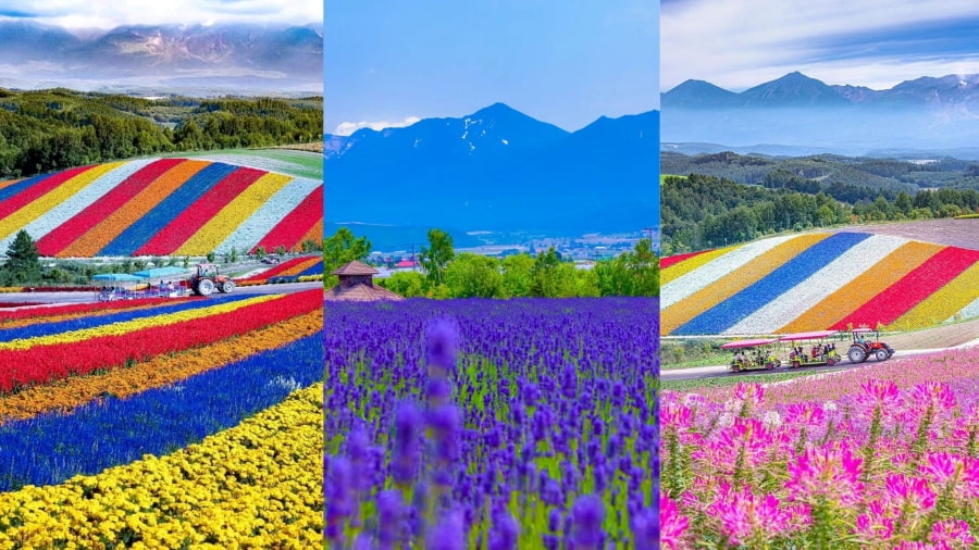 Shikisai no Oka vẫn là một điểm đến không thể bỏ qua khi du lịch Furano-Biei, đặc biệt là vào mùa hè