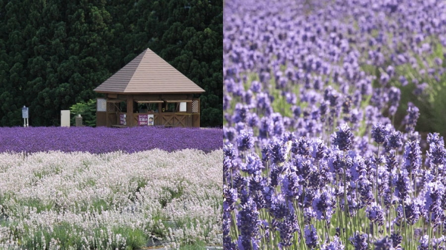 Cánh đồng lavender Hokuseiyama mang đến một góc nhìn độc đáo và ấn tượng về những thảm hoa tím