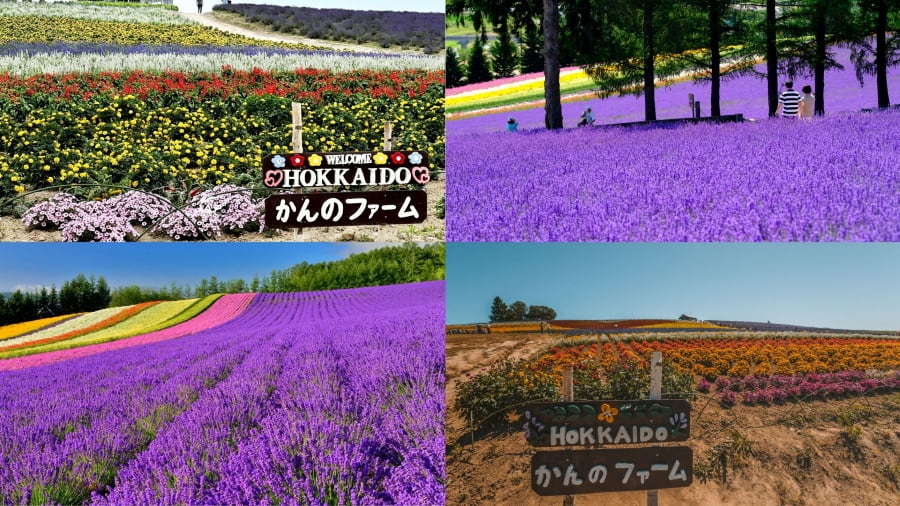 Kanno Farm sở hữu những luống hoa oải hương rực rỡ khiến nhiều du khách yêu thích