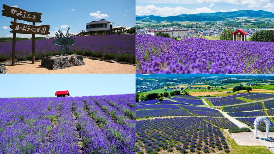 Hinode Lavender Garden là một lựa chọn tuyệt vời cho những ai muốn chiêm ngưỡng vẻ đẹp mộng mơ của hoa oải hương