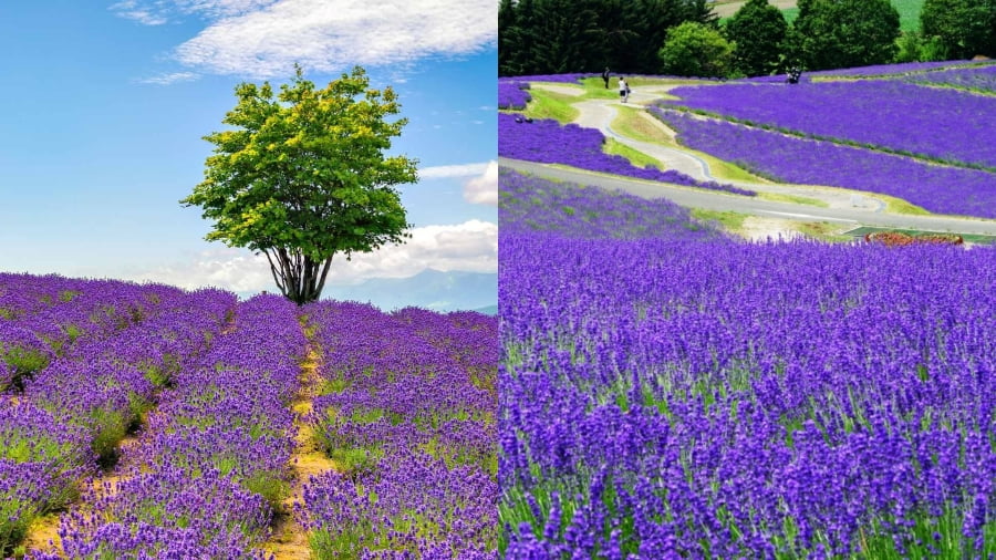 Miyama Pass Lavender Garden mang đến một trải nghiệm ngắm hoa oải hương tuyệt đẹp