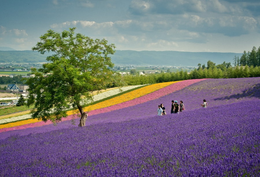 Hokkaido với những cánh đồng hoa oải hương trải dài, là điểm đến trong mơ của bất kỳ ai yêu vẻ đẹp lãng mạn của loài hoa tím này