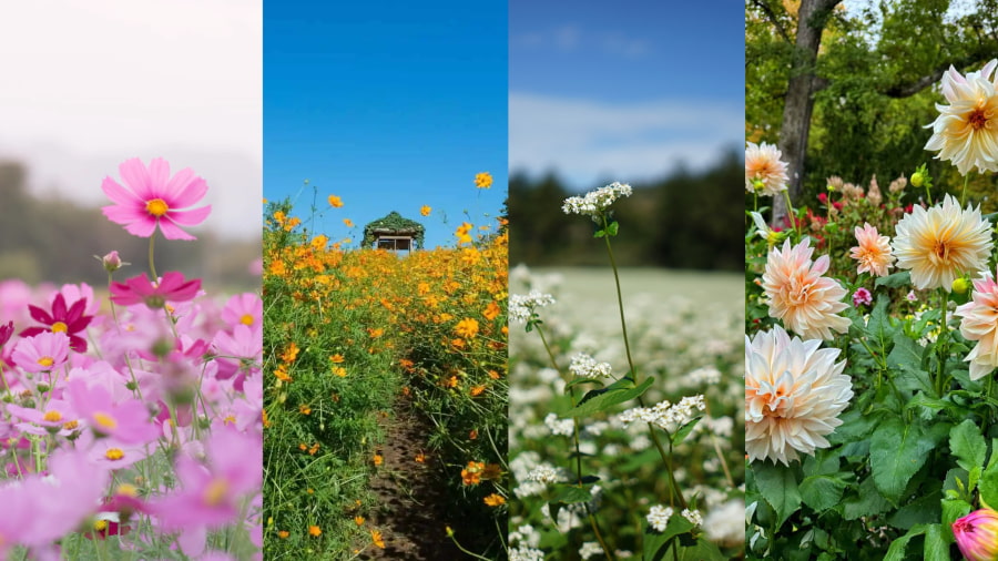 Dưới ánh nắng vàng nhẹ, những cánh hoa đua nhau khoe sắc thắm, tỏa hương thơm dịu dàng