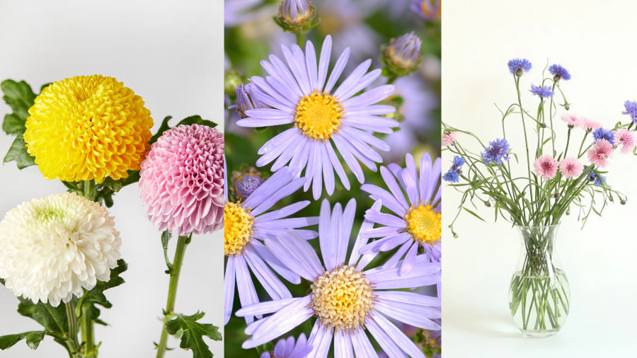 Hoa cúc họa mi (Gukhwa) - Nét chấm phá tinh khôi của mùa thu