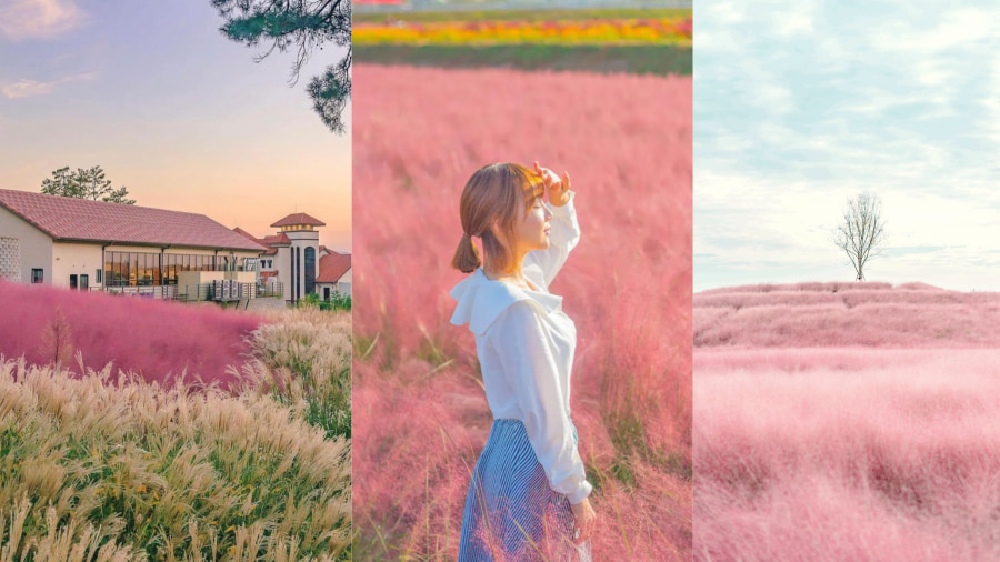 Hoa cỏ hồng (Pink Muhly Grass) - Thảm hồng mơ màng như cổ tích