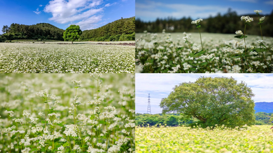 Hoa tam giác mạch (Buckwheat Flower) - Biển hoa trắng muốt bình yên