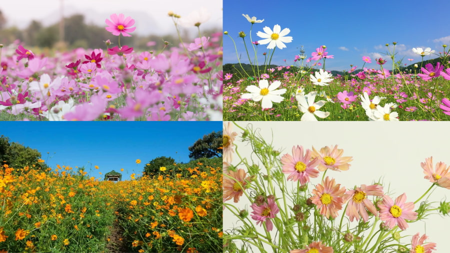 Hoa bươm bướm (Cosmos Flower) - Sắc màu rực rỡ đón gió thu