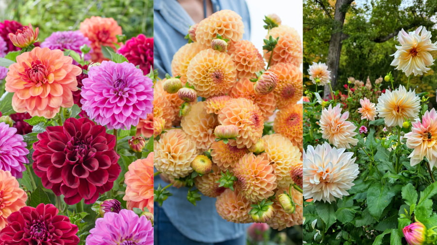 Hoa thược dược (Dahlia) - Vẻ đẹp kiêu sa và lộng lẫy