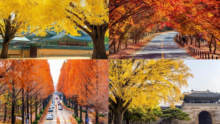 Mùa thu Hàn Quốc từ tháng mấy?