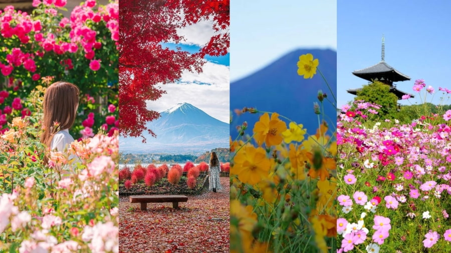 Du lịch Nhật Bản mùa thu còn thu hút du khách bởi vẻ đẹp dịu dàng của các loài hoa đặc trưng